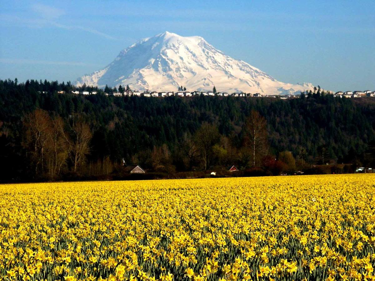 The Daffodil Principle by Jaroldeen&nbsp;Edwards