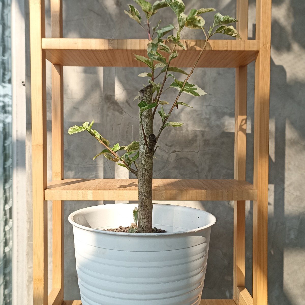 54. Kembang Sepatu Varigata (Hibiscus rosa-sinensis&nbsp;variegata)