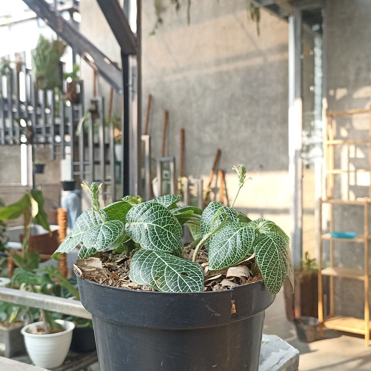 58. Nerve Plant (Fittonia&nbsp;albivenis)