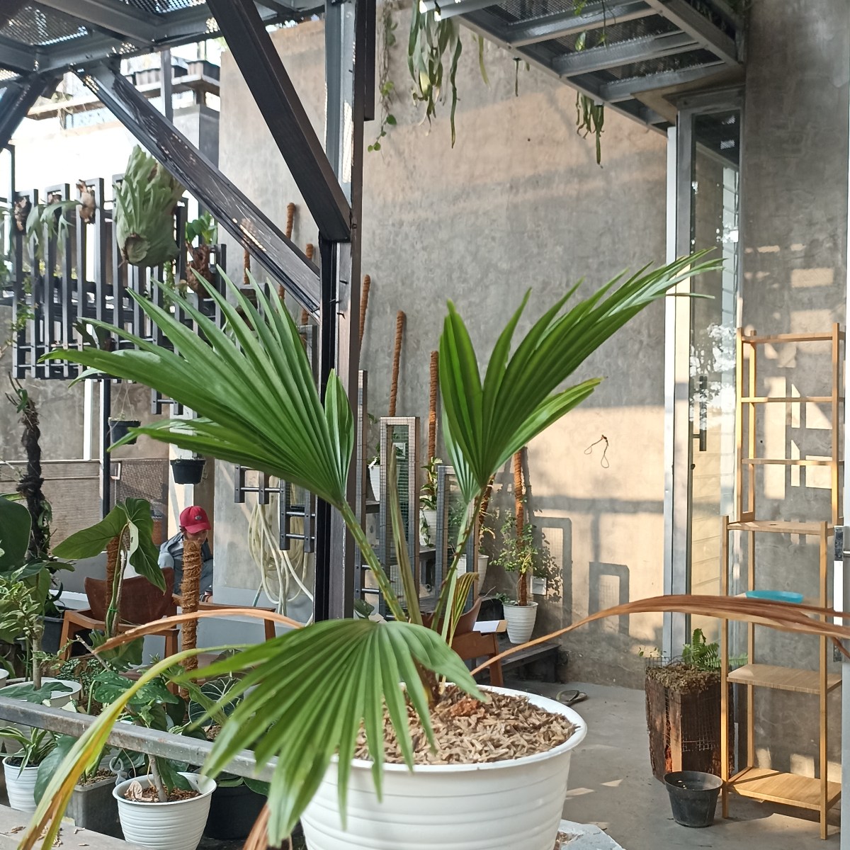 60. Palem Bintang [Saribus rotundifolius (Lam.)&nbsp;Blume]